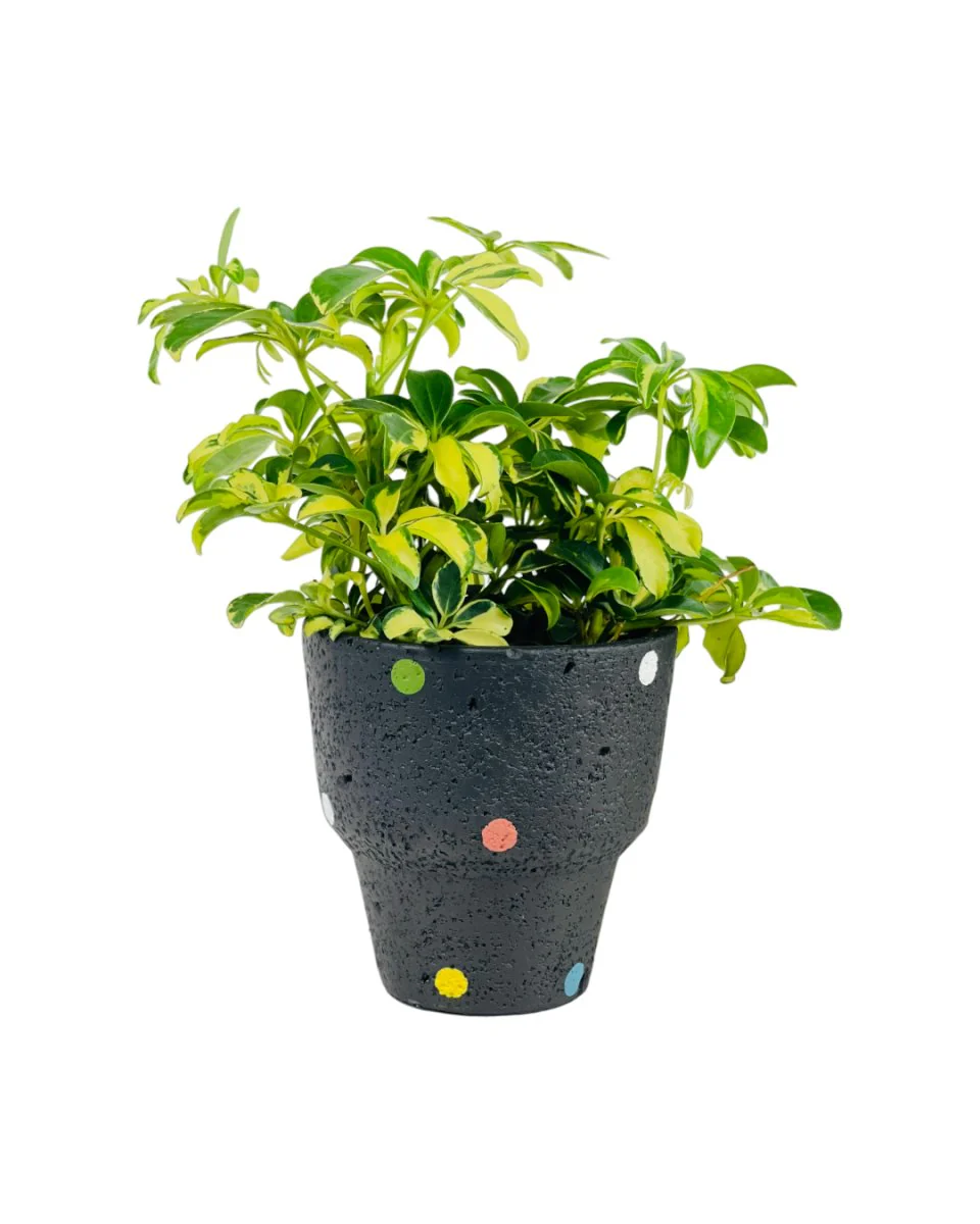 Polka Pots - Image 3