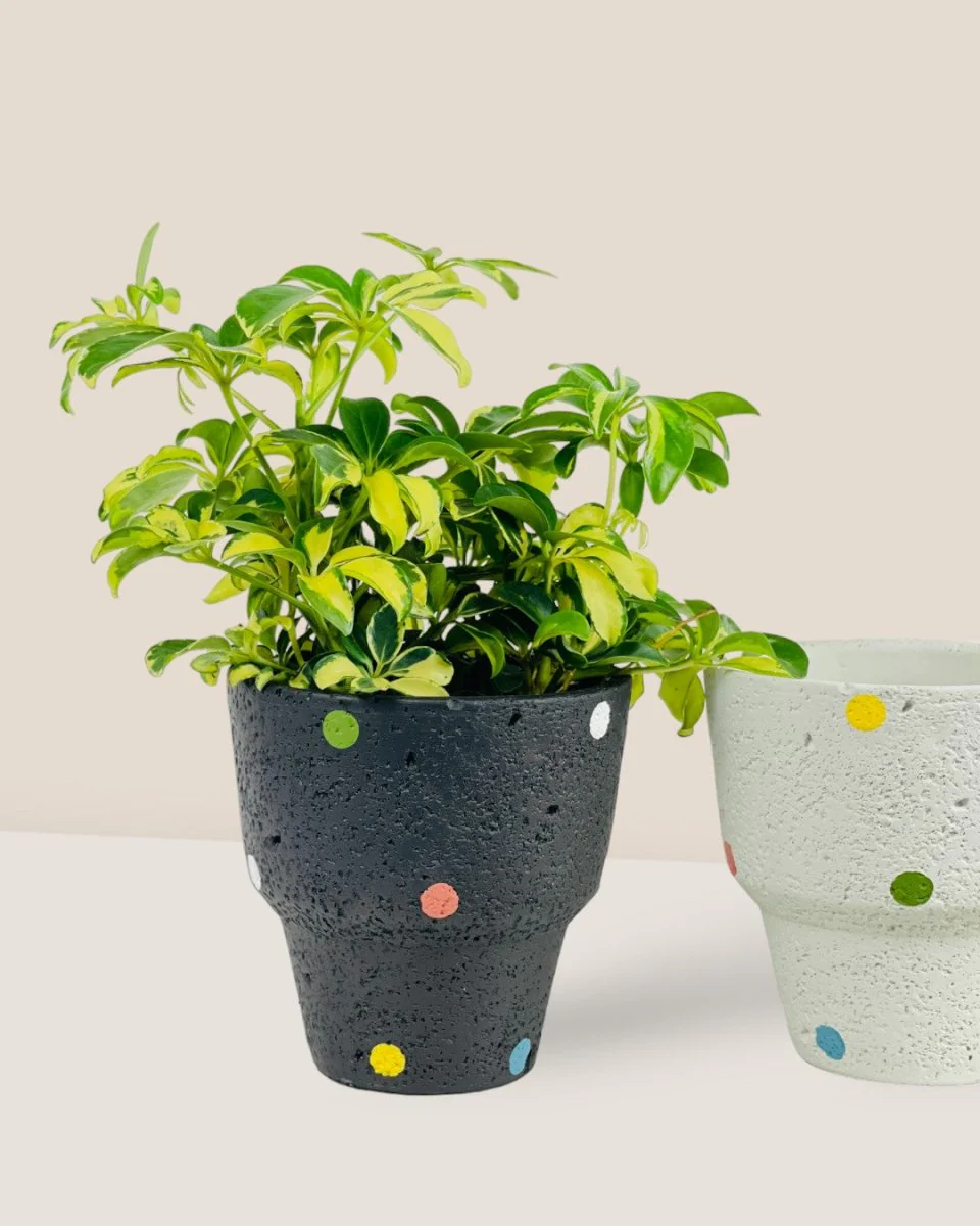 Polka Pots - Image 4