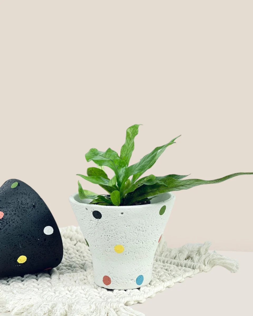 Polka Pots - Image 7