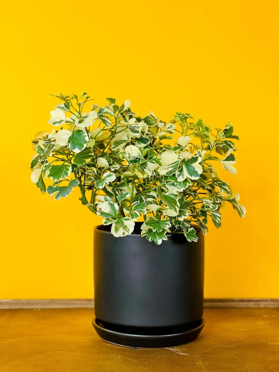 Polyscia 'Dwarf Variegata' - Image 2
