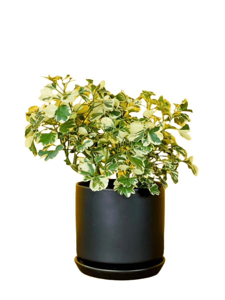 Polyscia 'Dwarf Variegata' - Image 3
