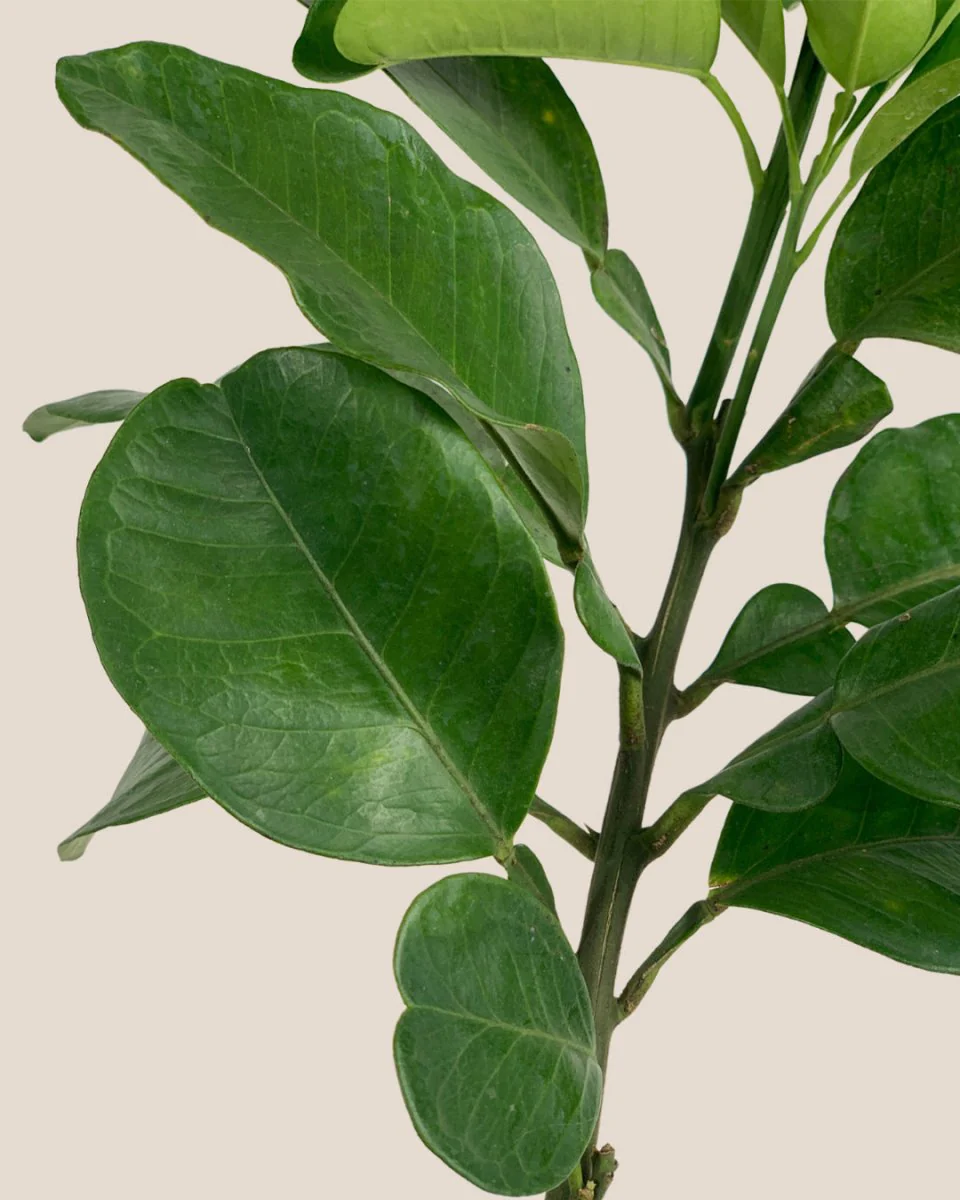 Pomelo Tree - Image 10