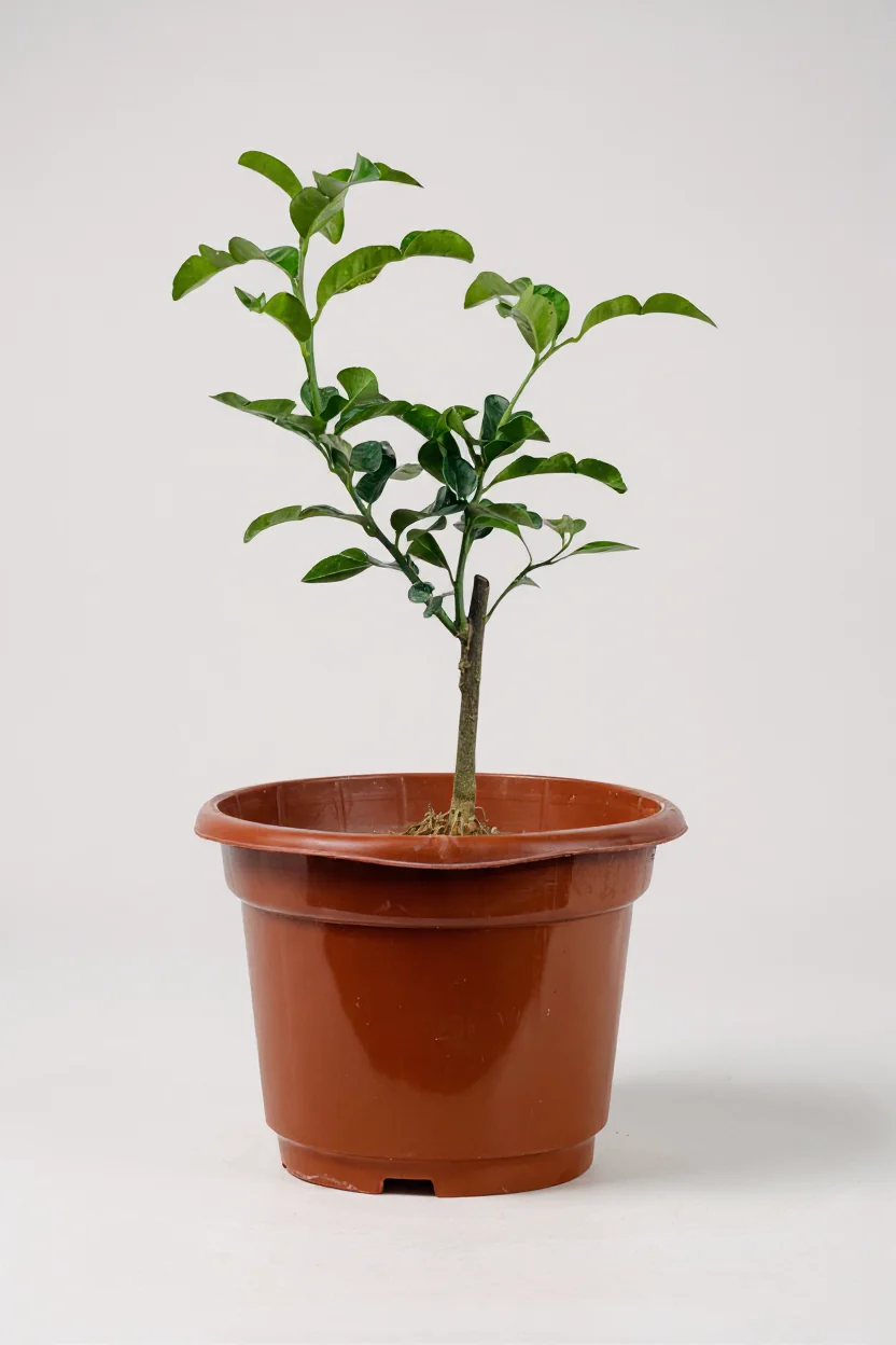 Pomelo Tree - Image 5