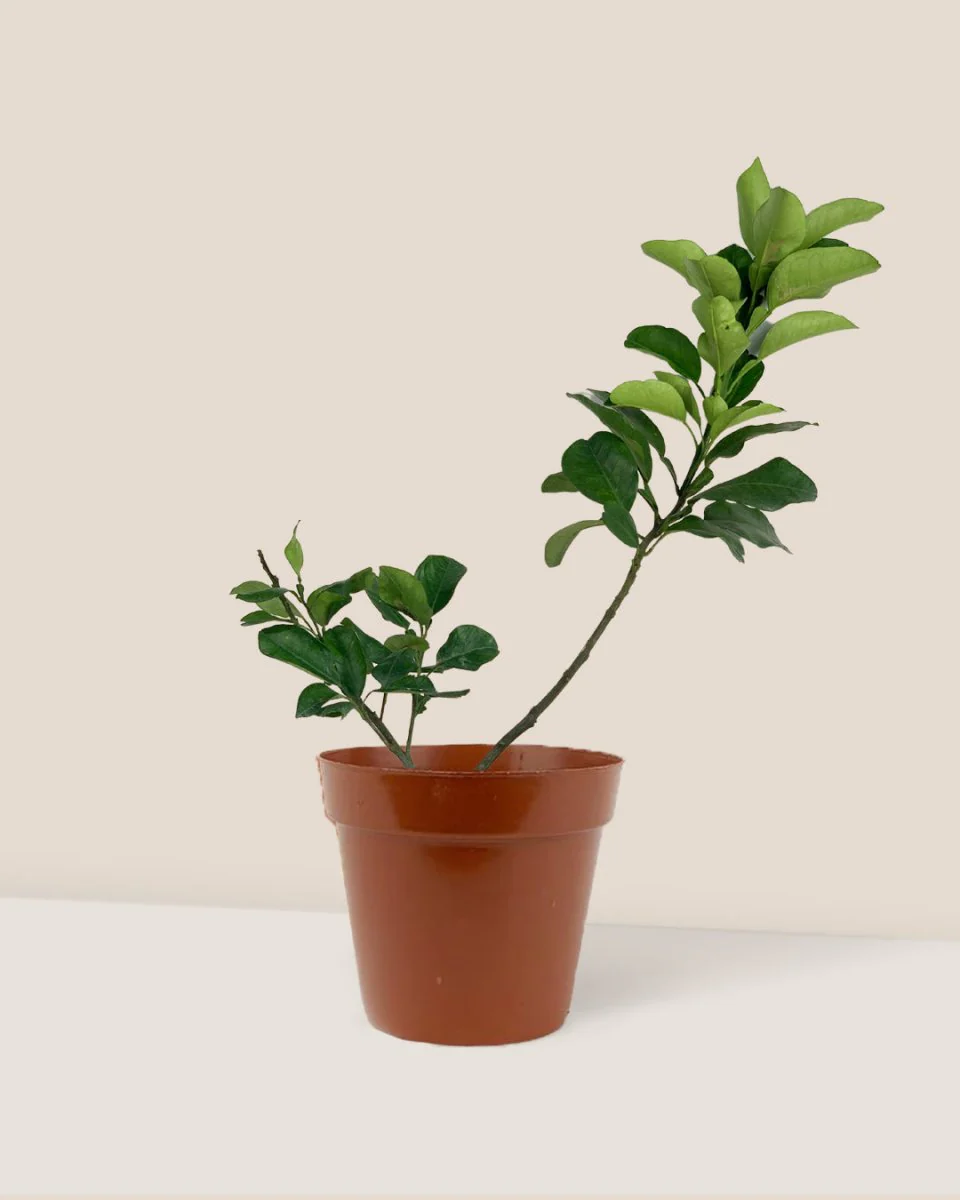 Pomelo Tree - Image 6
