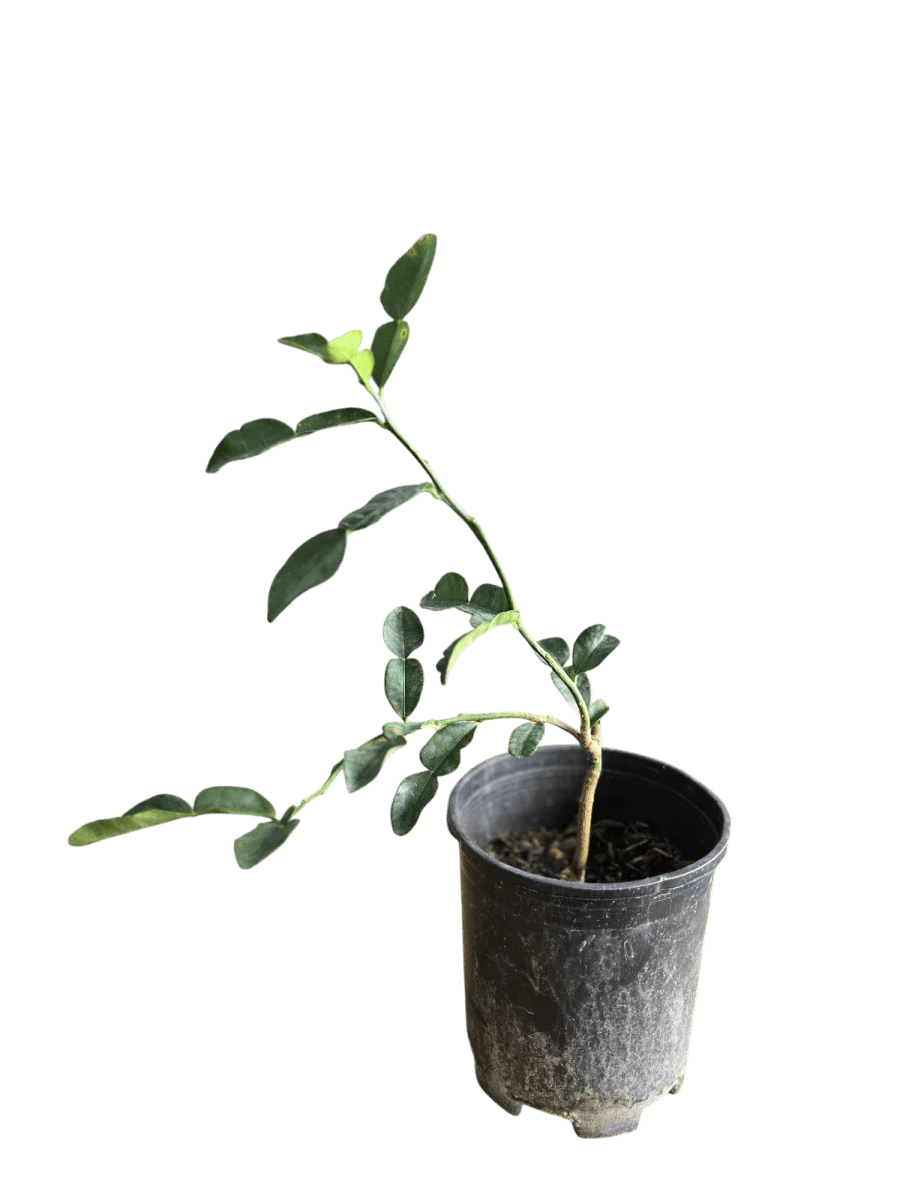 Pomelo Tree - Image 8
