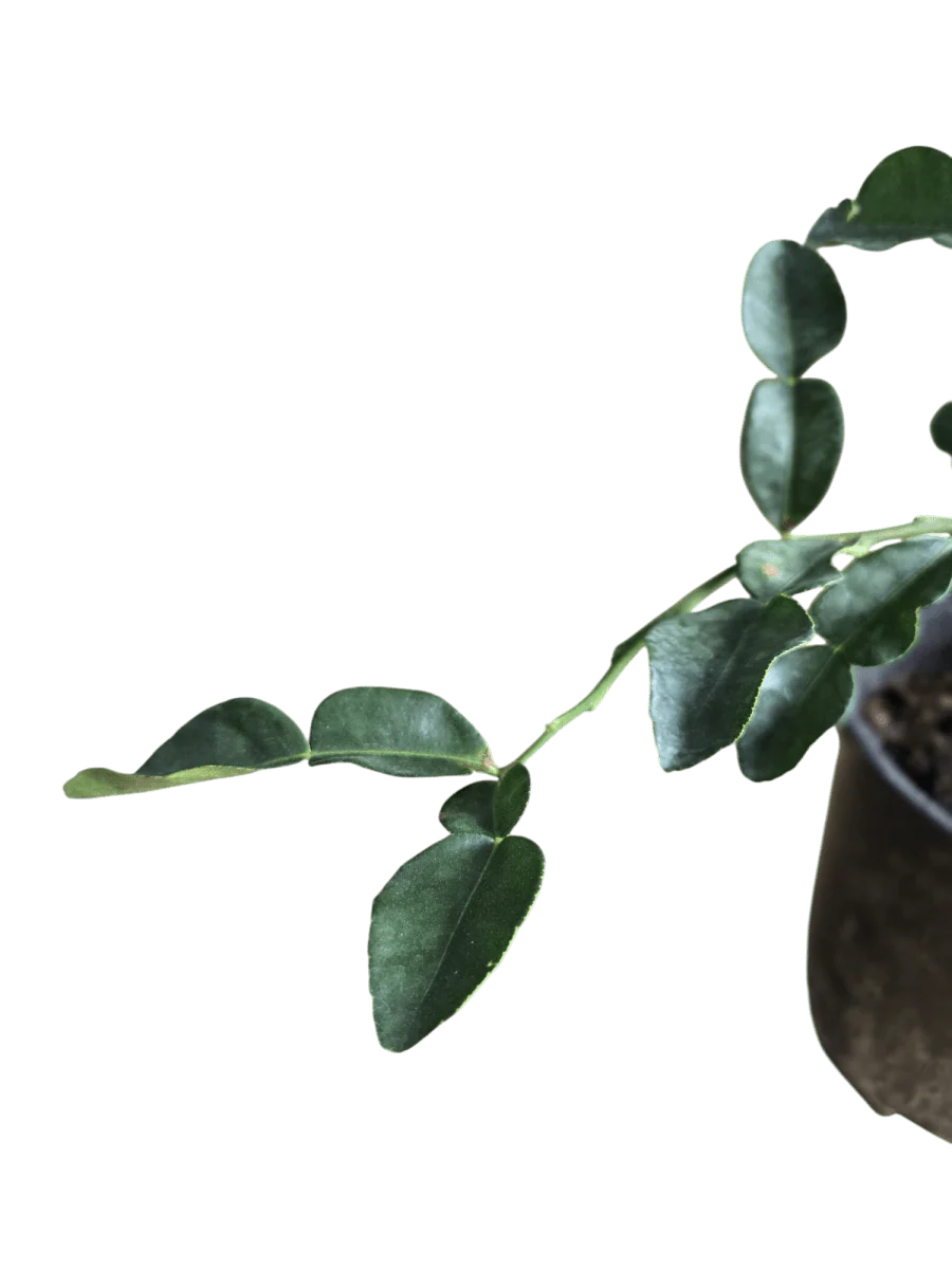 Pomelo Tree - Image 9