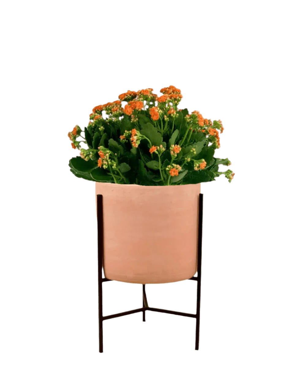 Poppy Kalanchoe - Image 10
