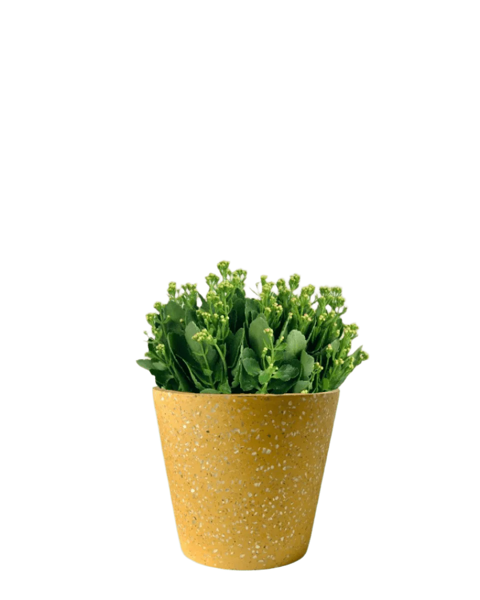 Poppy Kalanchoe - Image 11