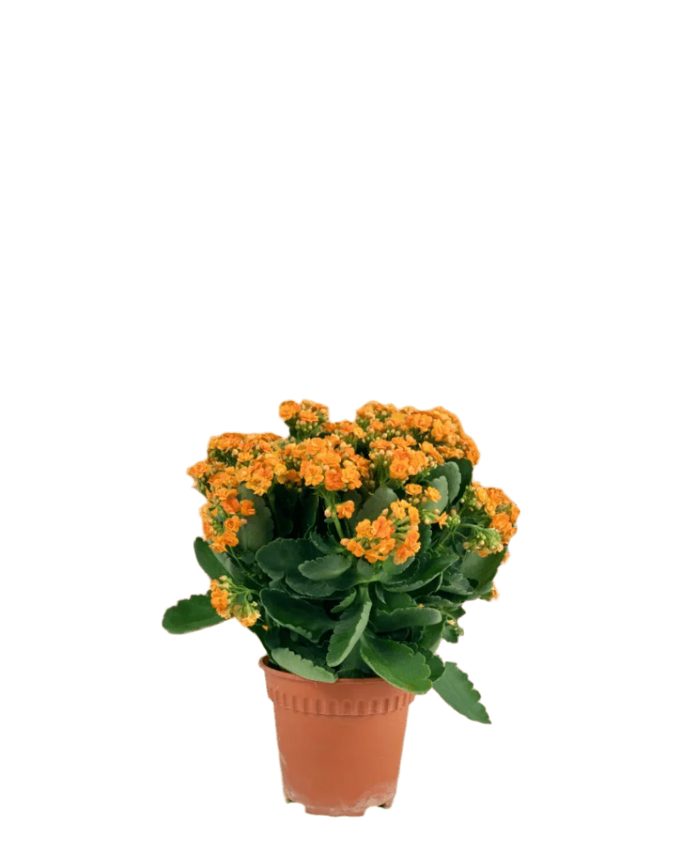 Poppy Kalanchoe - Image 12