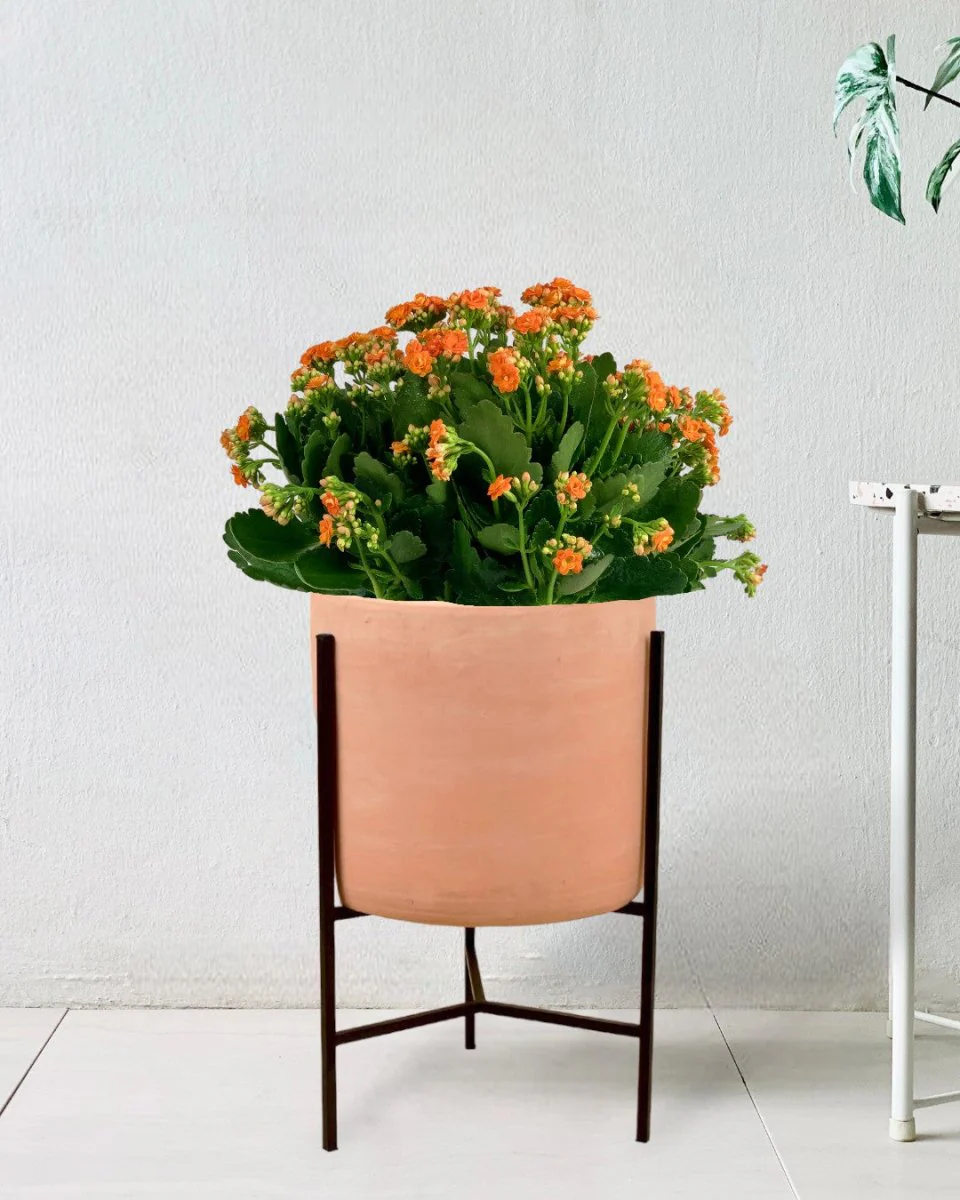 Poppy Kalanchoe - Image 3