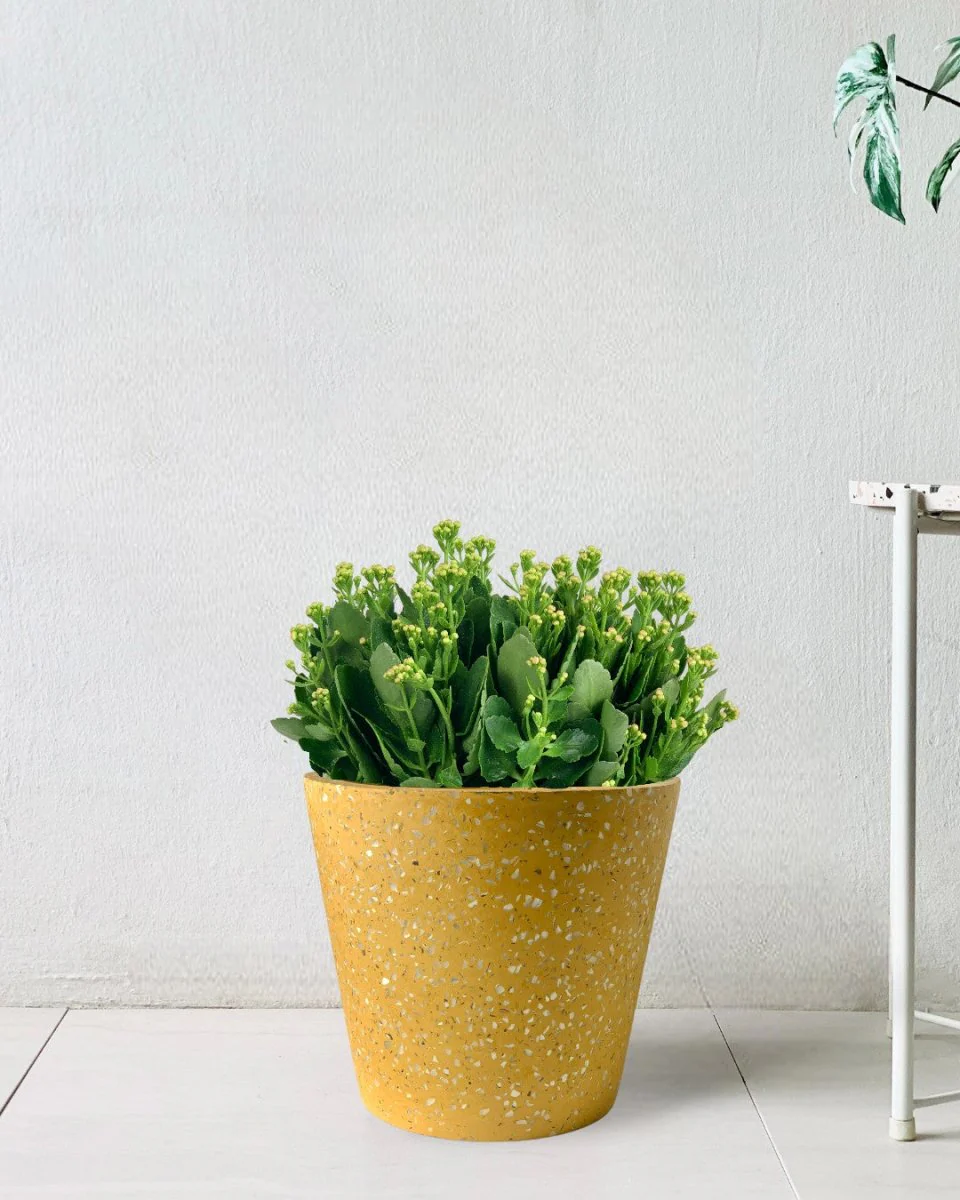 Poppy Kalanchoe - Image 4