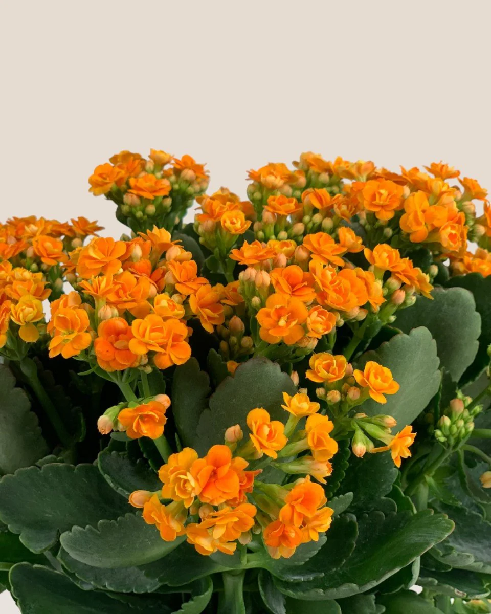 Poppy Kalanchoe - Image 5