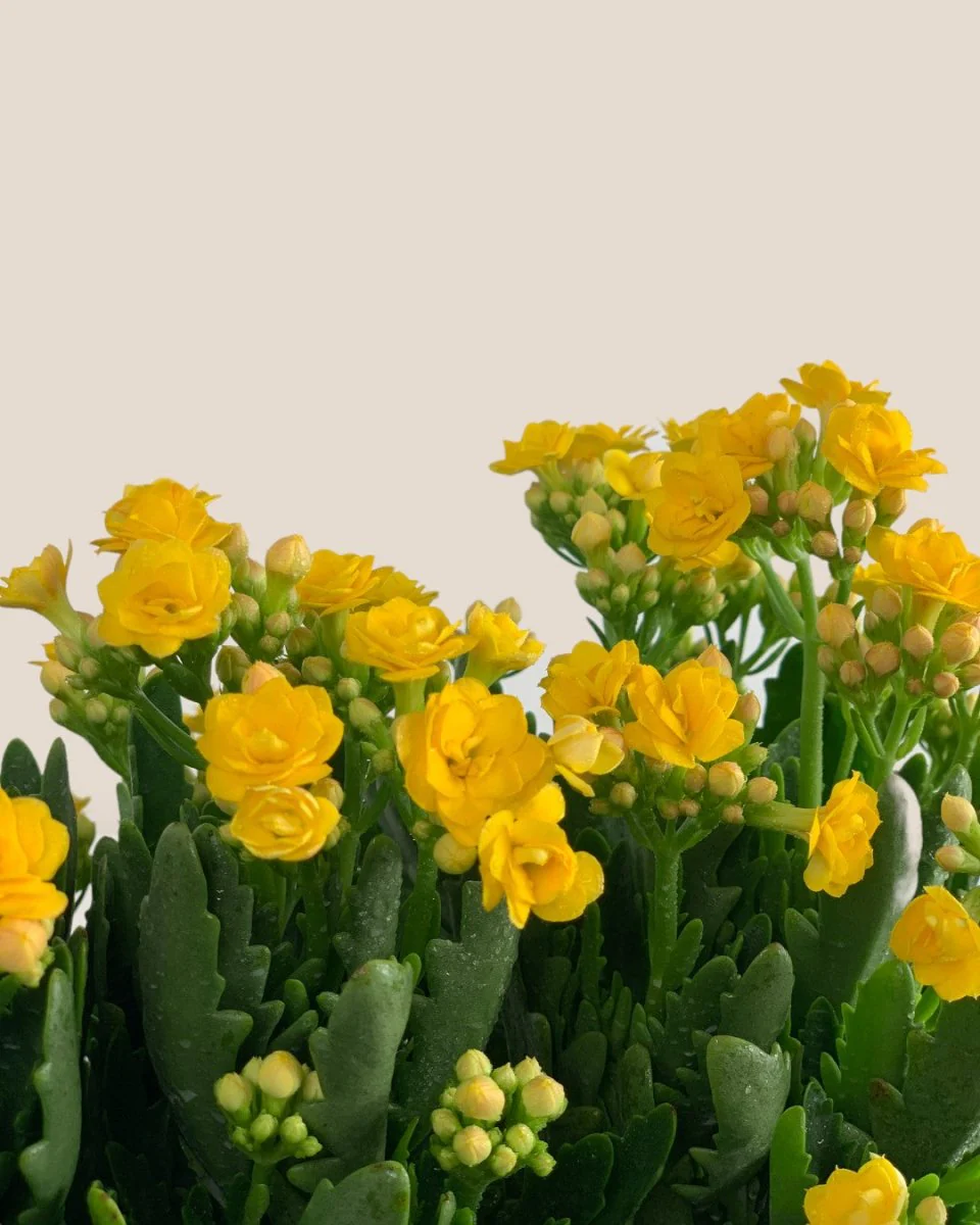Poppy Kalanchoe - Image 6