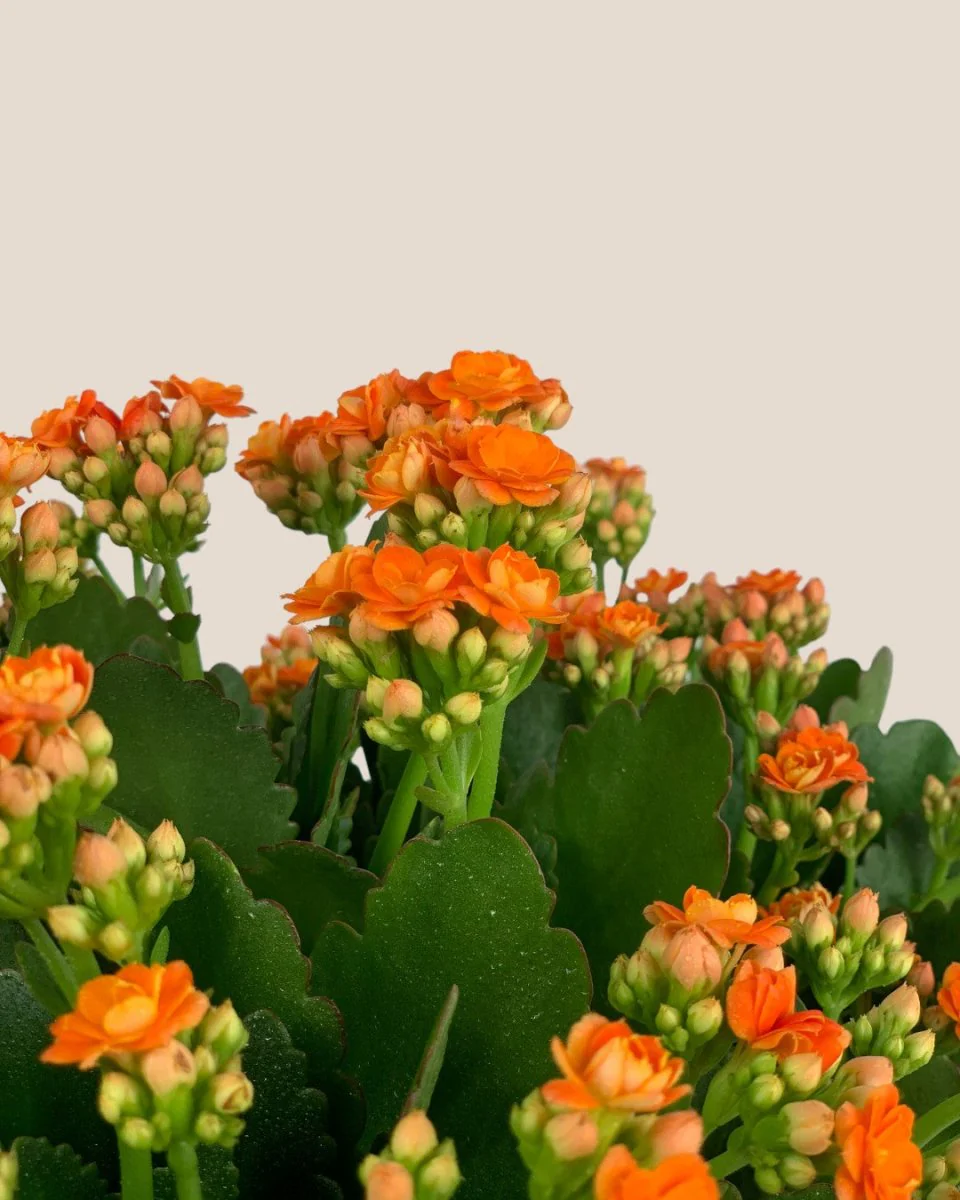 Poppy Kalanchoe - Image 7
