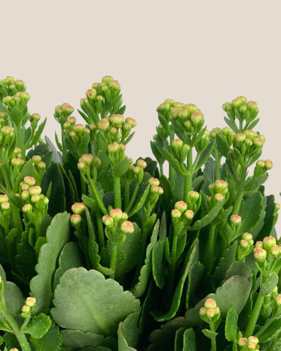 Poppy Kalanchoe - Image 8