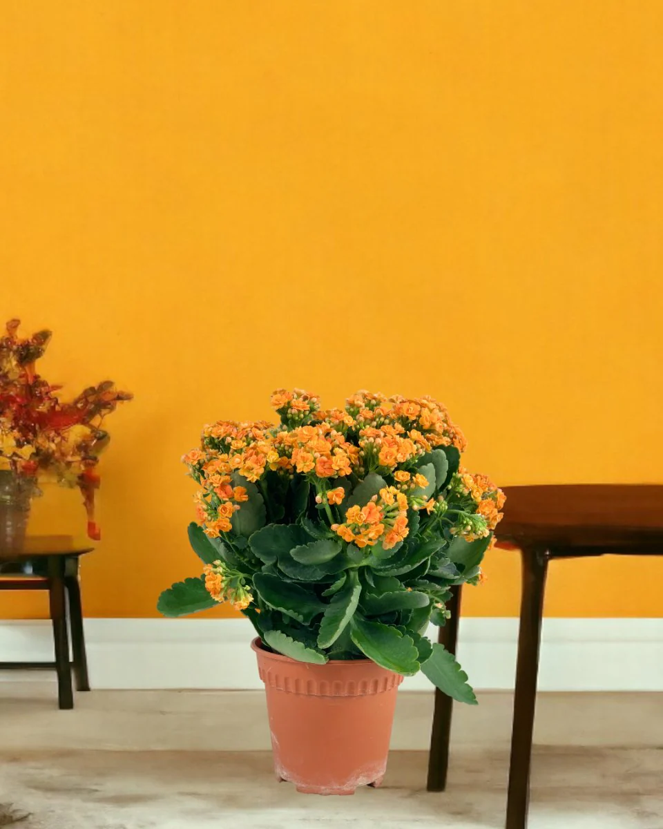 Poppy Kalanchoe - Image 9
