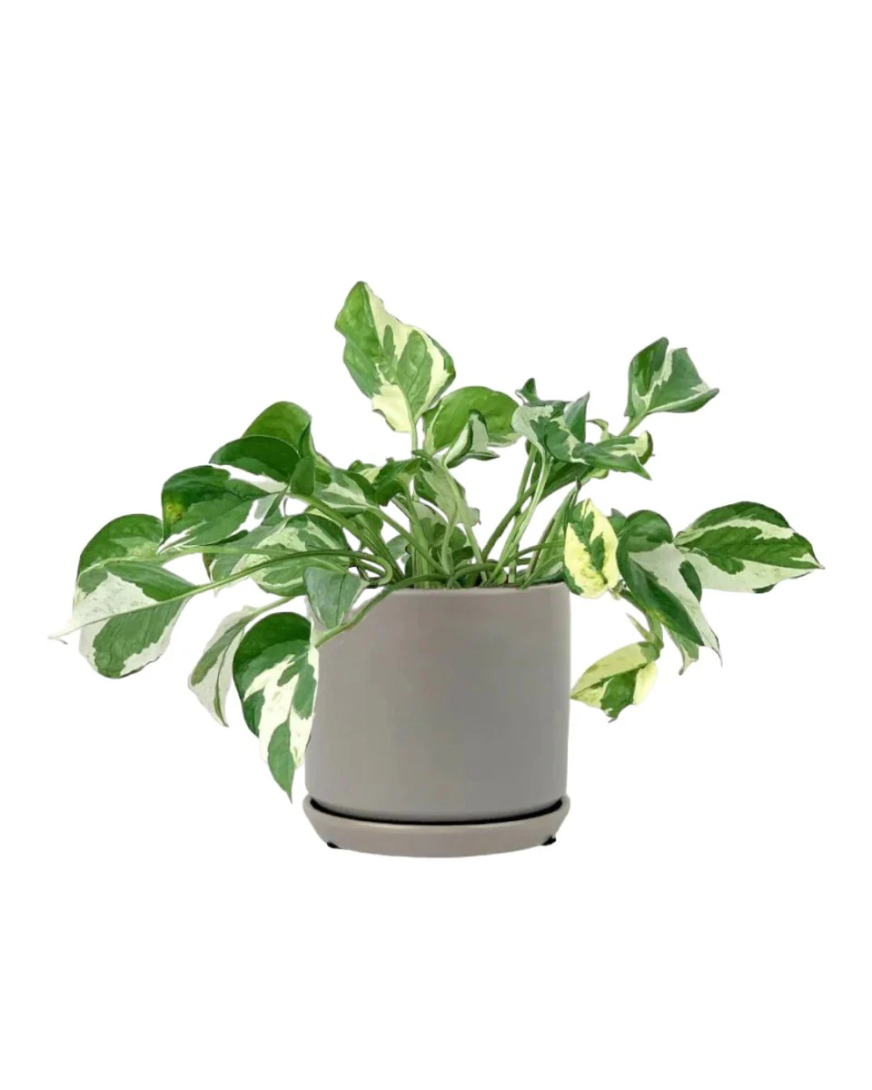 Pothos N'Joy - Image 10