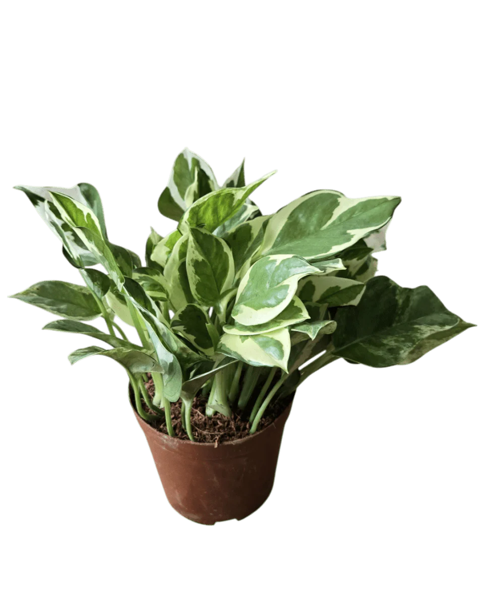 Pothos N'Joy - Image 11