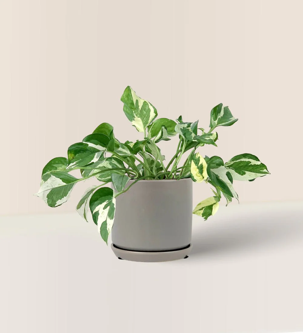 Pothos N'Joy - Image 12
