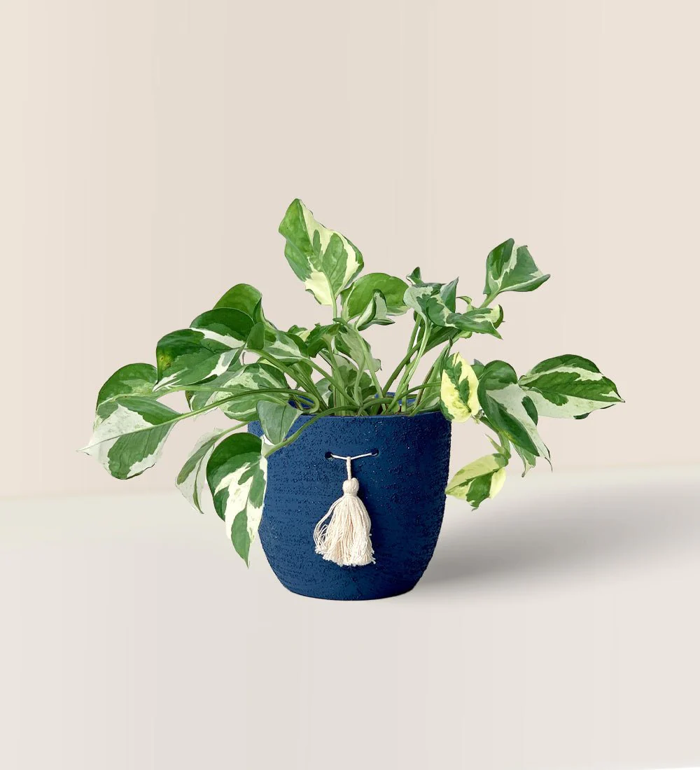 Pothos N'Joy - Image 13