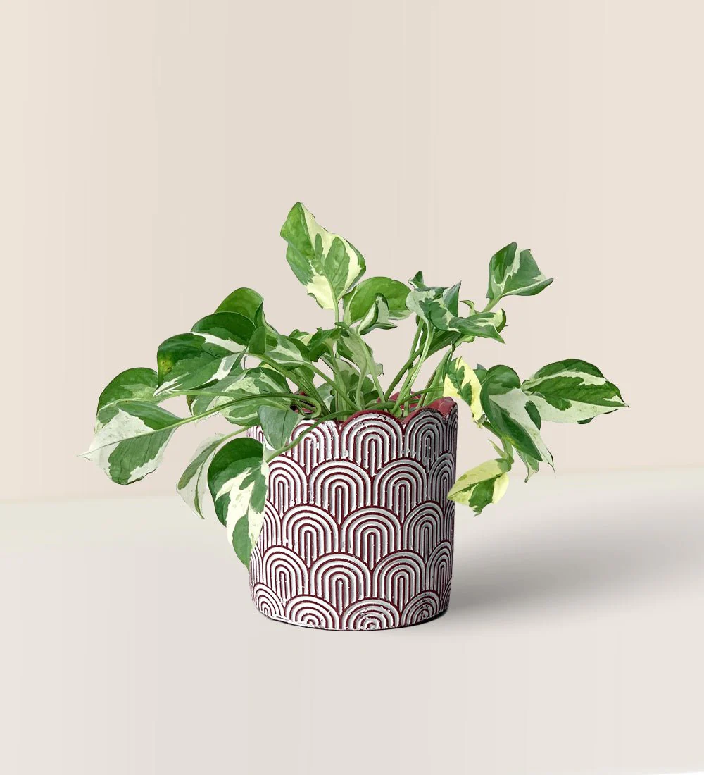 Pothos N'Joy - Image 14