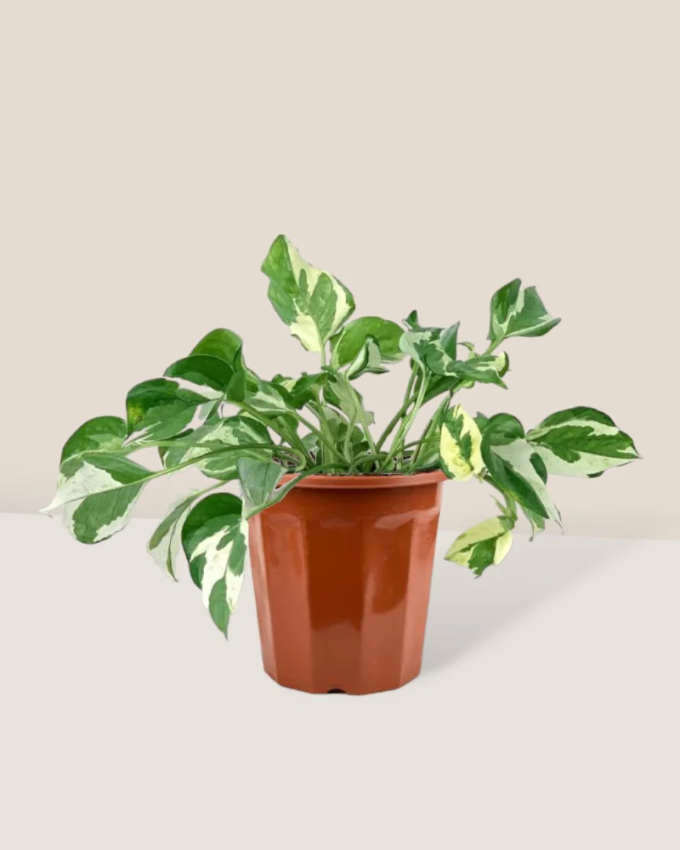 Pothos N'Joy - Image 15