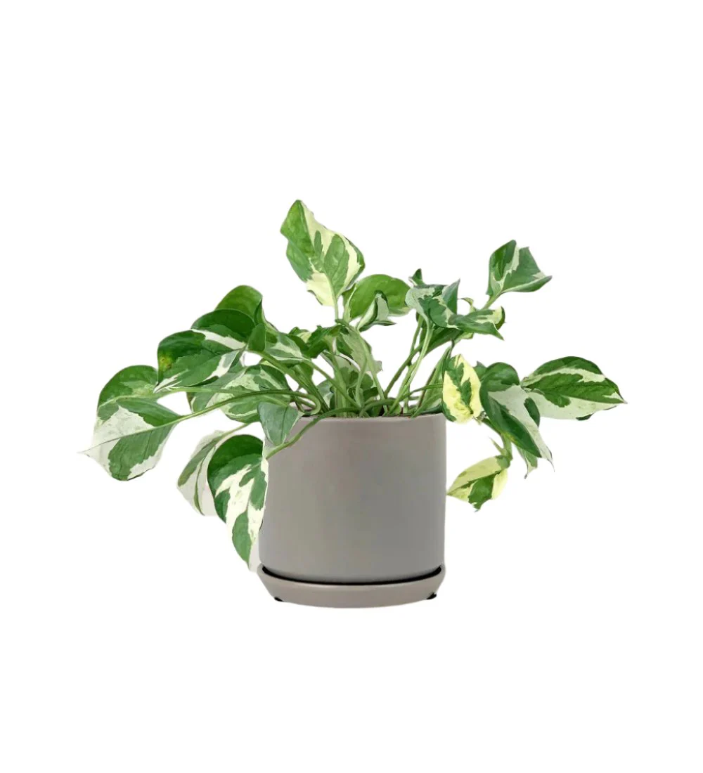 Pothos N'Joy - Image 16