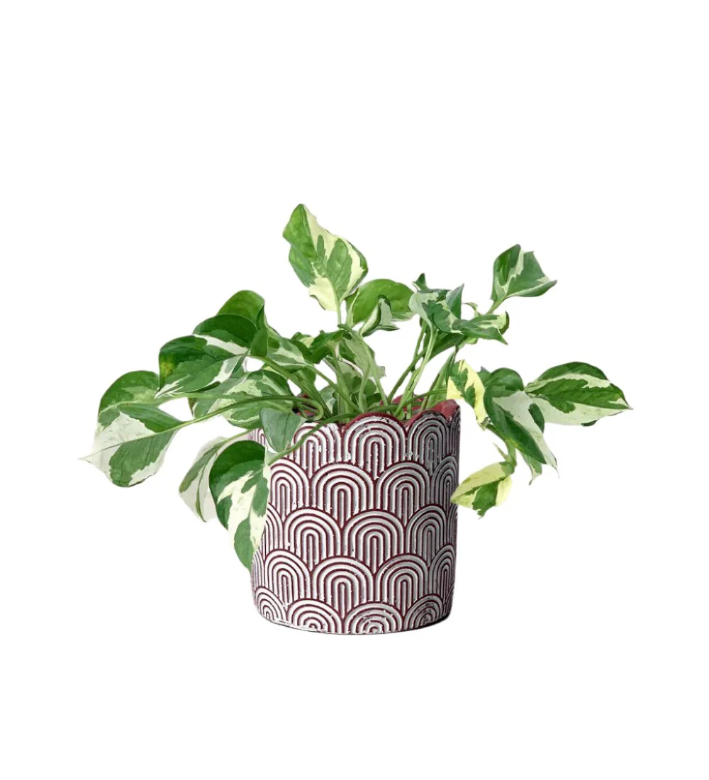 Pothos N'Joy - Image 17