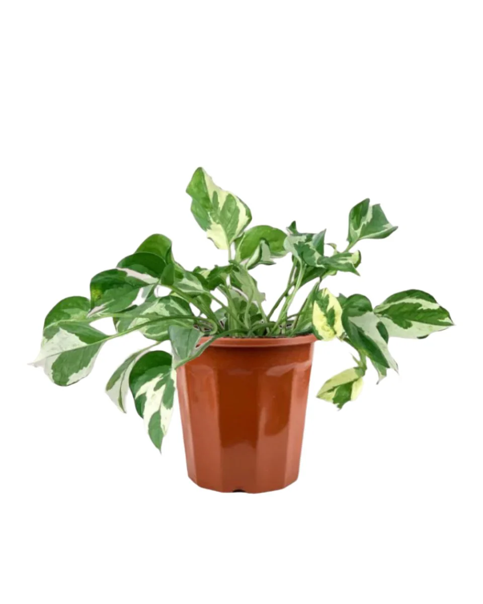 Pothos N'Joy - Image 18