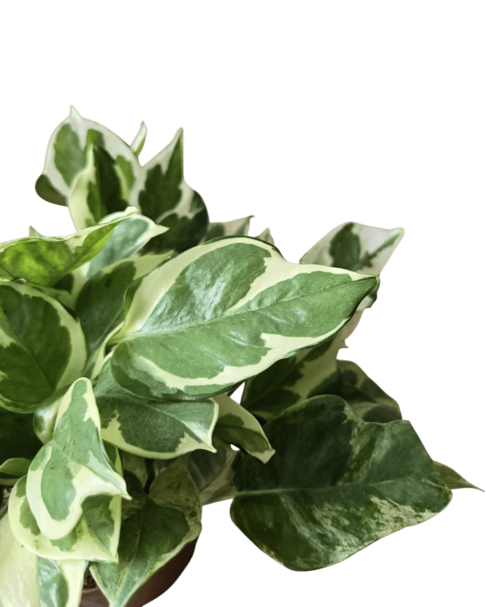 Pothos N'Joy - Image 7