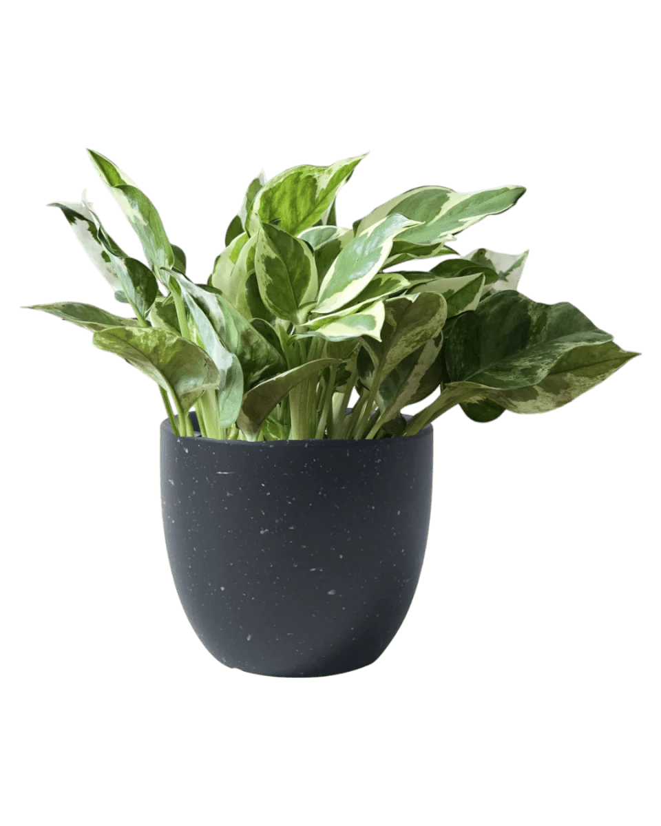 Pothos N'Joy - Image 8
