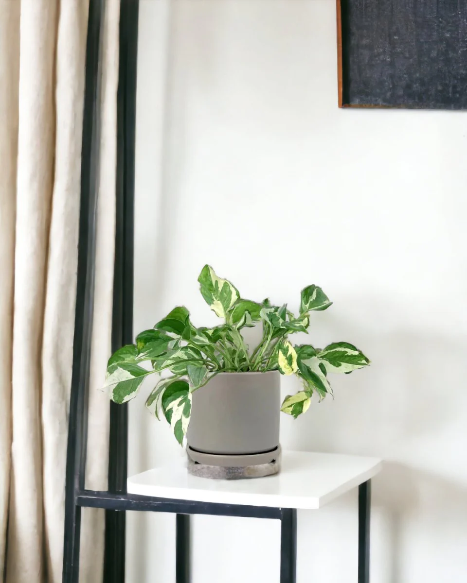Pothos N'Joy - Image 9
