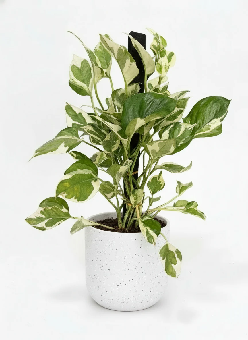 Pothos N'Joy - coco - Image 5