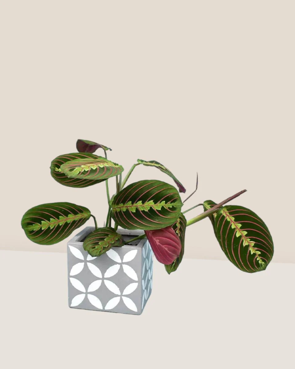 Marantha Prayer Plant - Image 3