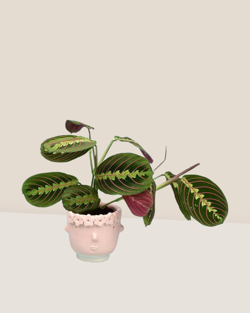 Marantha Prayer Plant - Image 4