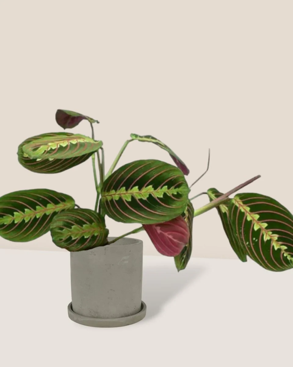 Marantha Prayer Plant - Image 5
