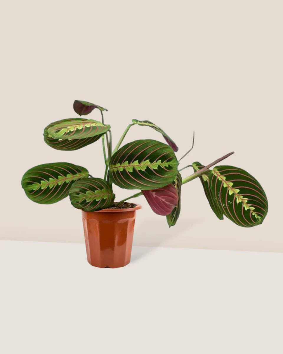 Marantha Prayer Plant - Image 7