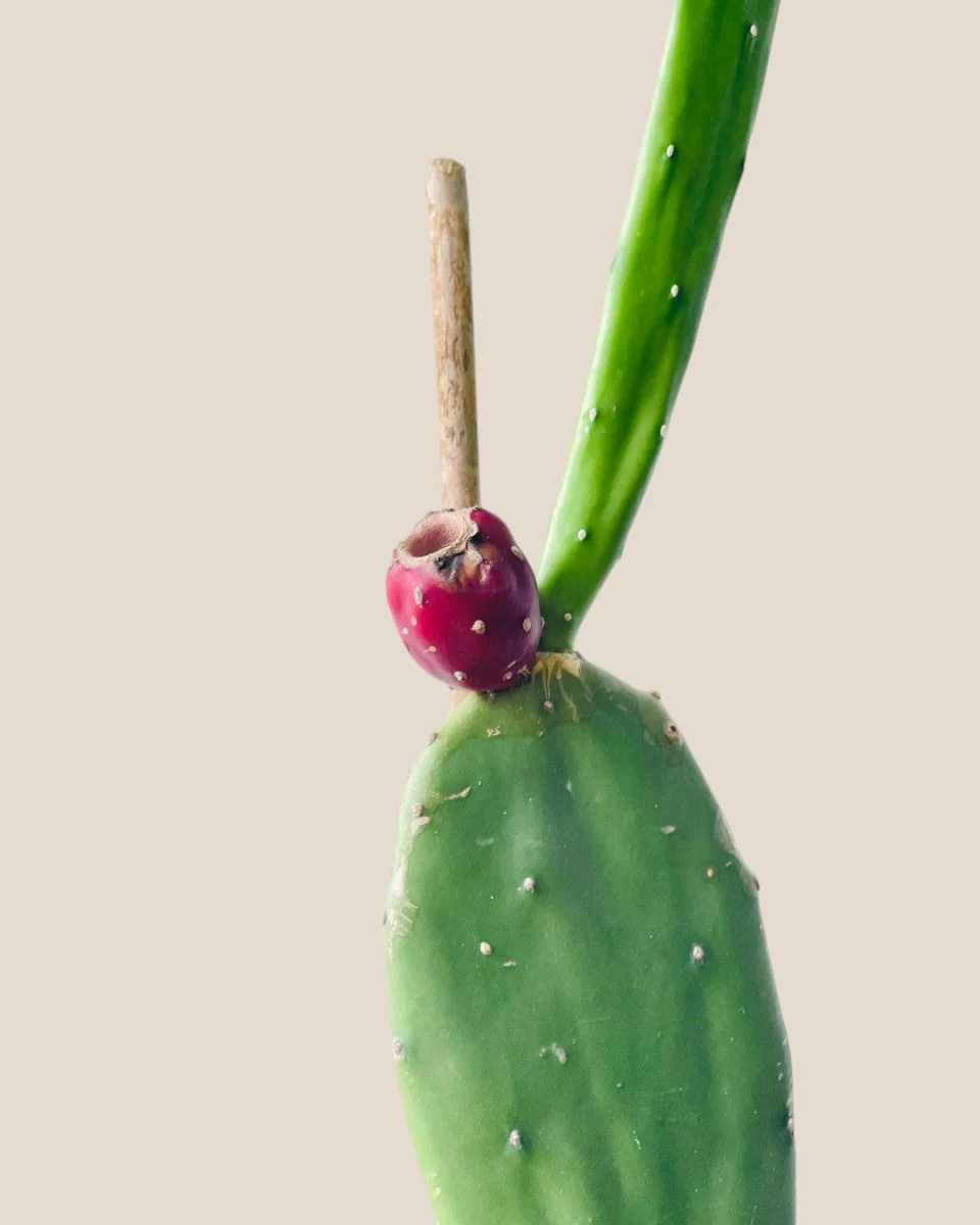 Prickly Pear Cactus (0.4m) - Image 2