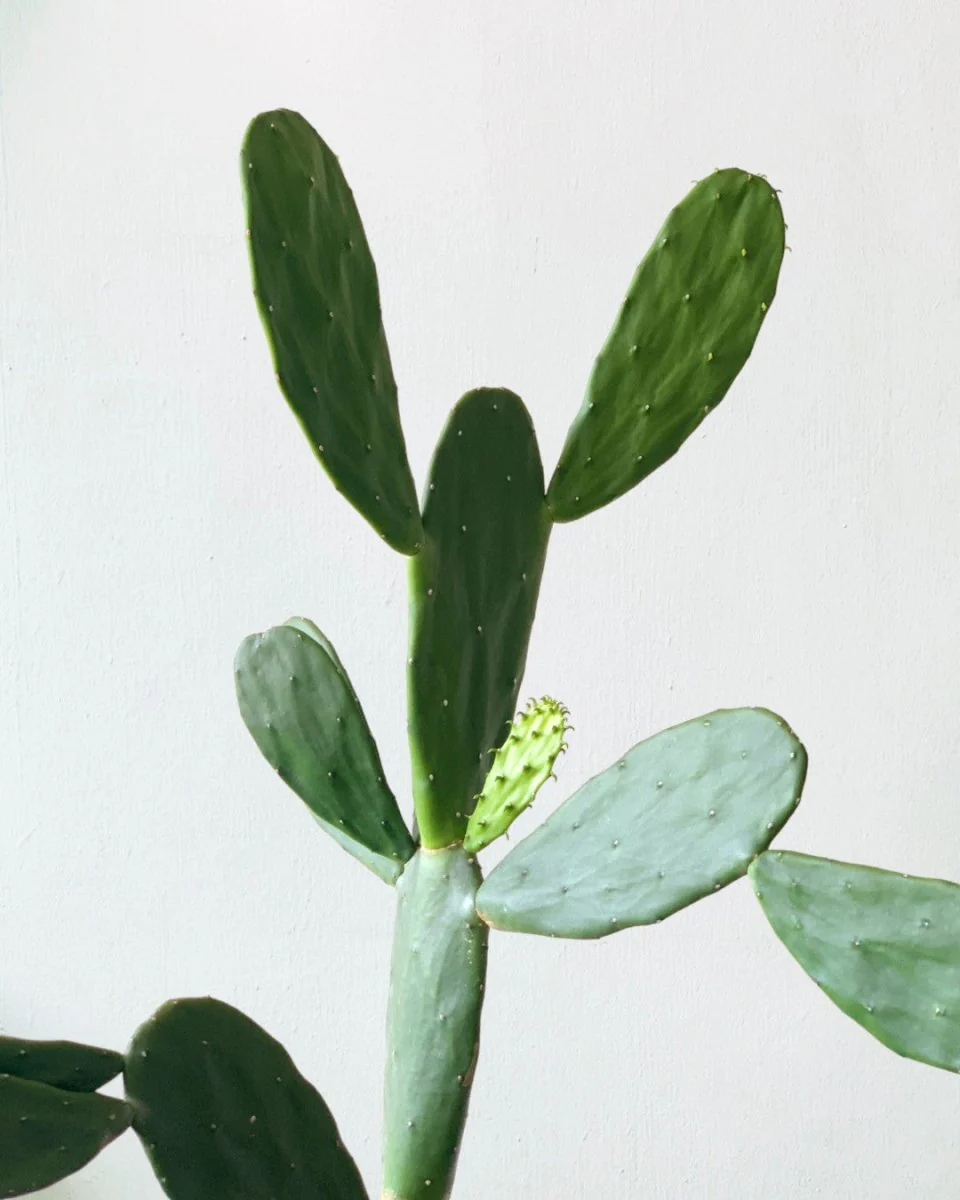 Prickly Pear Cactus (0.6-0.9m) - Image 7