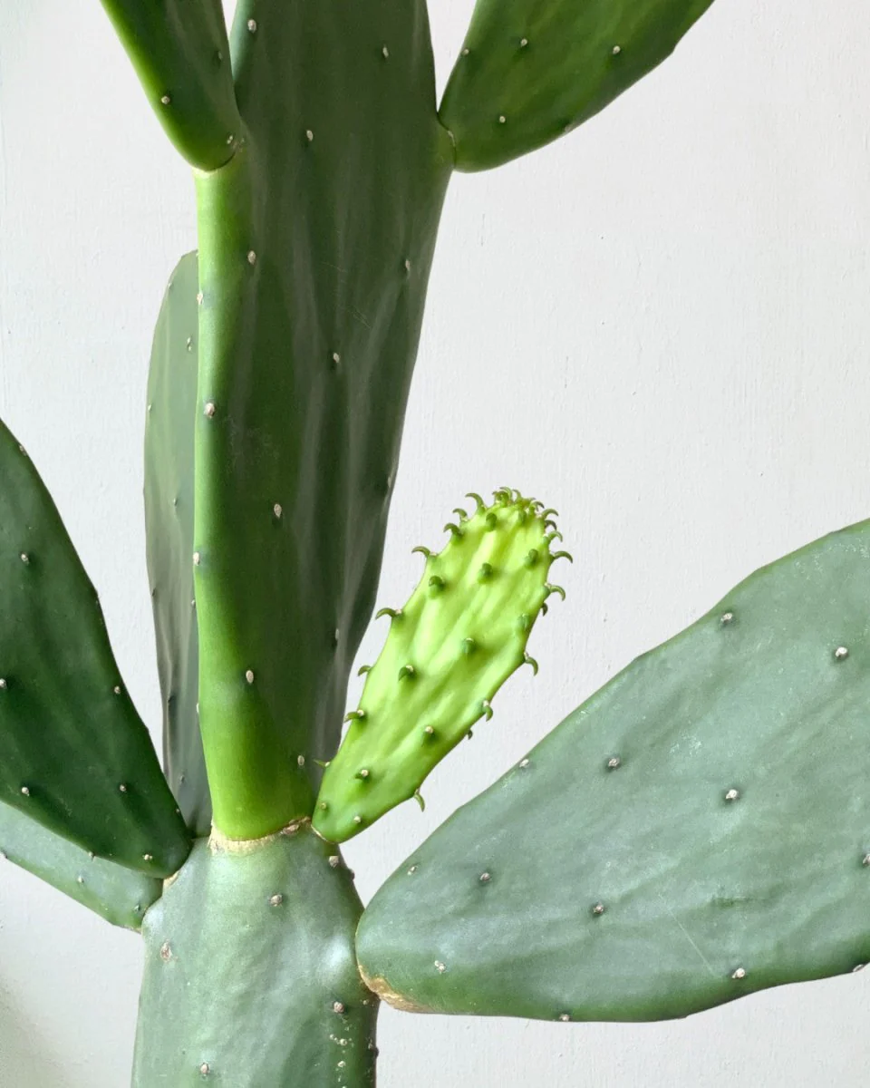 Prickly Pear Cactus (0.6-0.9m) - Image 8