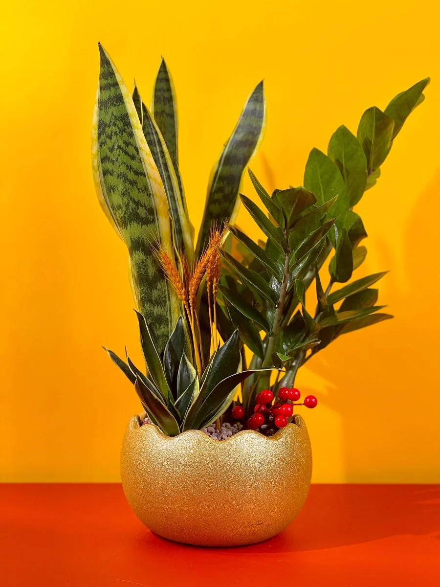 Prosperity Plant Arrangement in Golden Egg Pot (Large) - Image 5