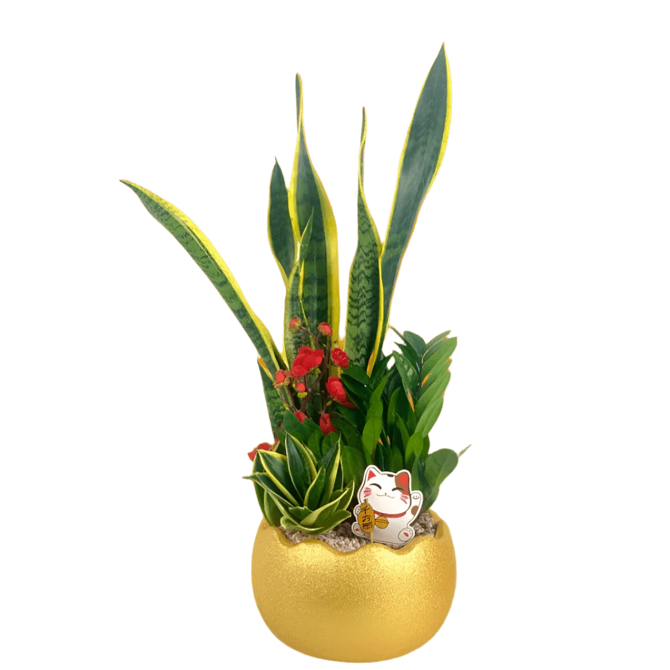 Prosperity Plant Arrangement in Golden Egg Pot (Large) - Image 6