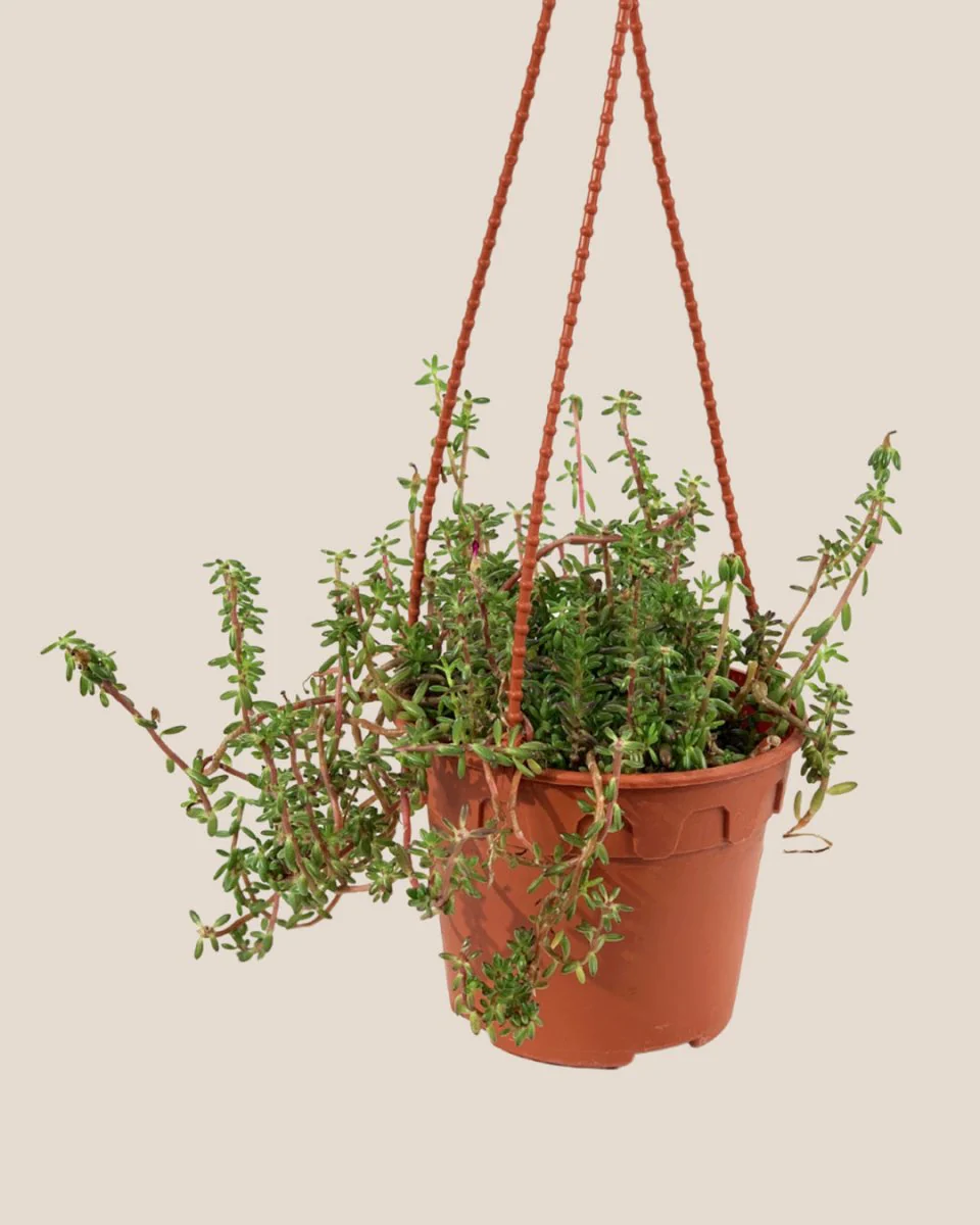 Purple Rice 'Portulaca Gilliesii' - Image 3