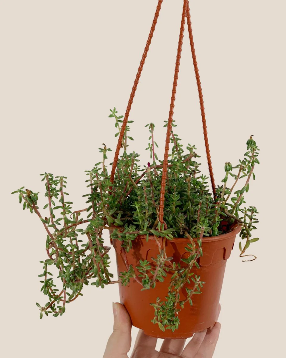 Purple Rice 'Portulaca Gilliesii' - Image 4