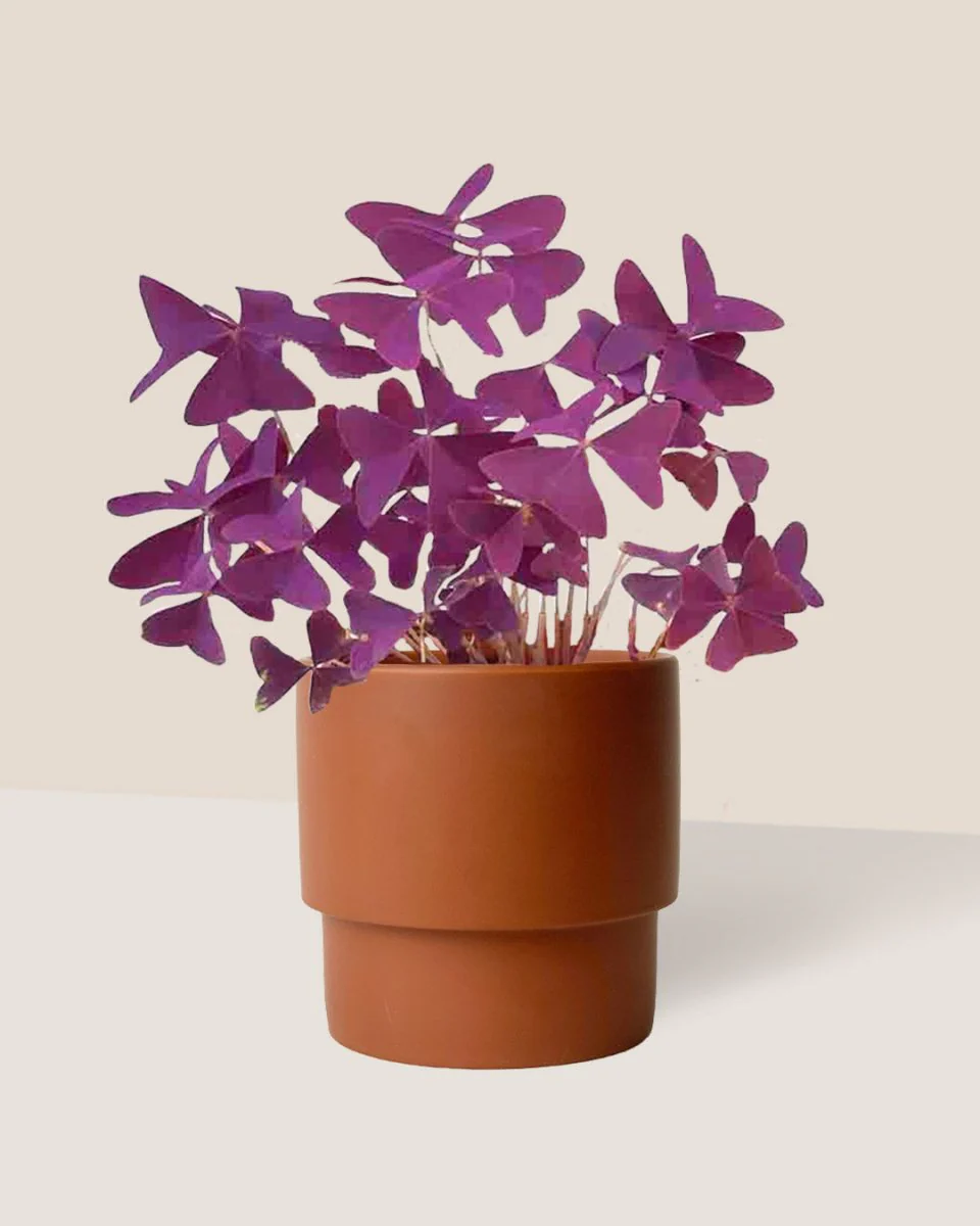Oxalis Triangularis Purple Shamrocks - Image 10