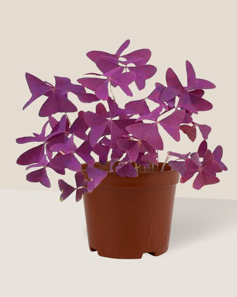 Oxalis Triangularis Purple Shamrocks - Image 11
