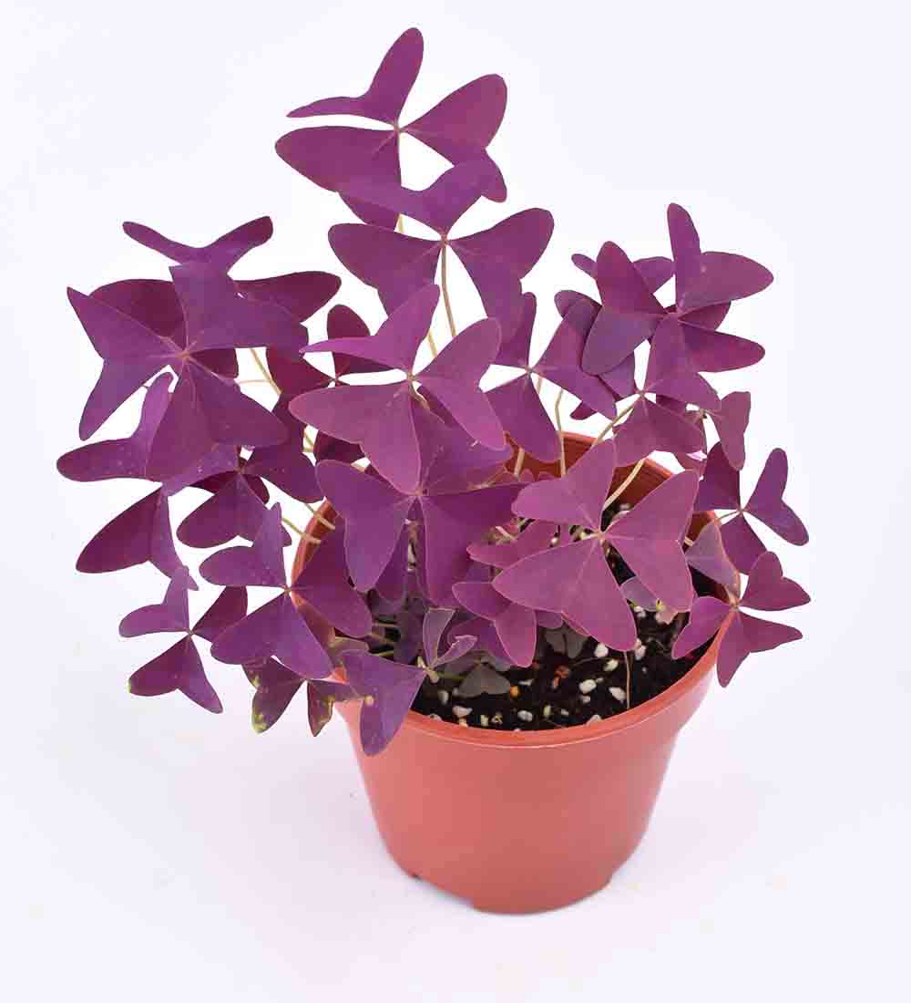 Oxalis Triangularis Purple Shamrocks - Image 12