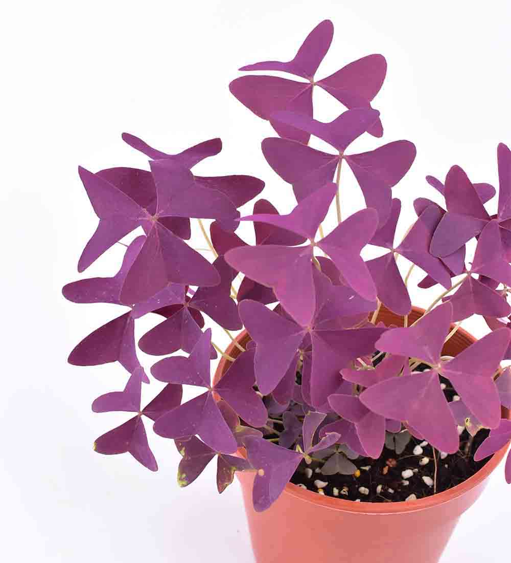 Oxalis Triangularis Purple Shamrocks - Image 13