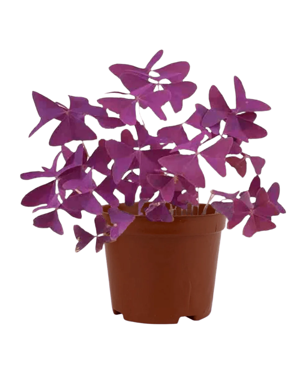 Oxalis Triangularis Purple Shamrocks - Image 15