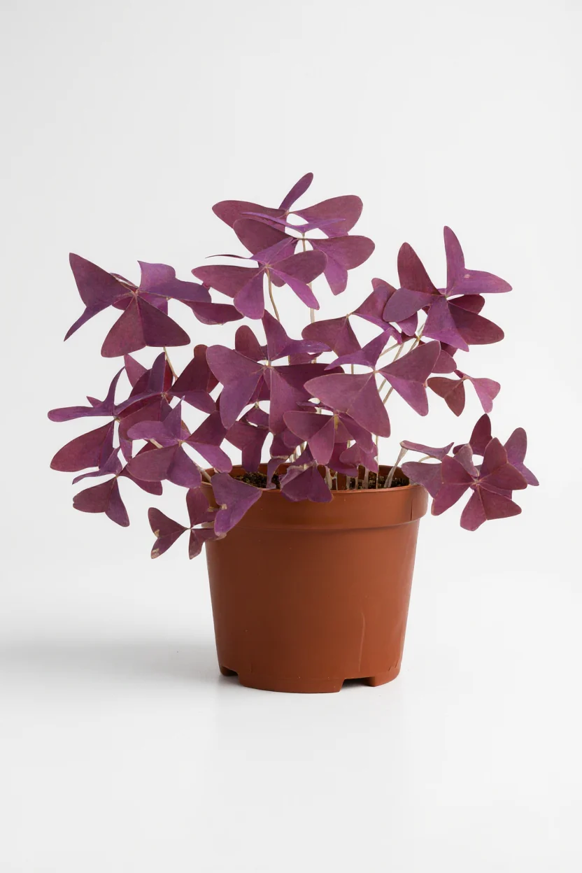 Oxalis Triangularis Purple Shamrocks - Image 6